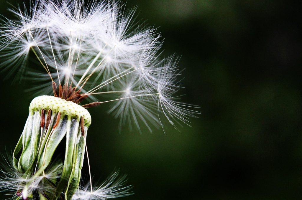 dandelion, flower background, beautiful flowers, seeds, pointed flower, nature, flower wallpaper, close up, flower, plant, wild flower, wild plant, macro, macro photography, bokeh, flora