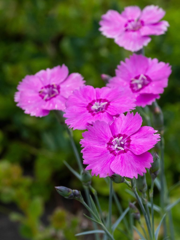 carnation, small, bloom, plant, rock, gardens, nature, flora, pink, field, group