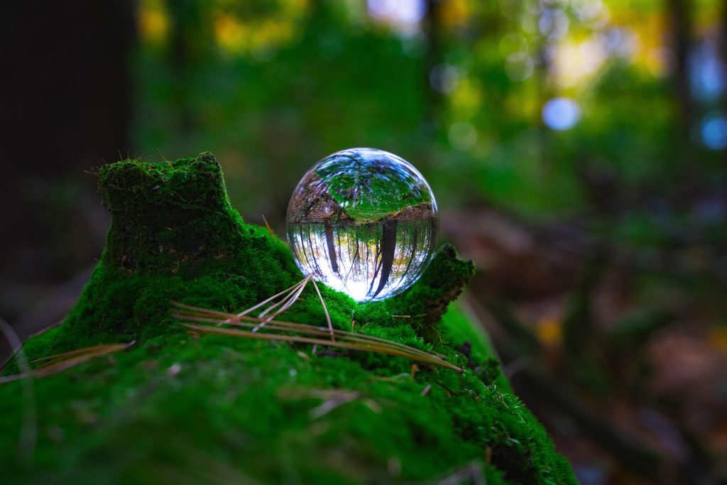 nature, forest, moss, glass ball, trees, woods, growth, eco, preservation, earth, eco, eco, eco, eco, eco